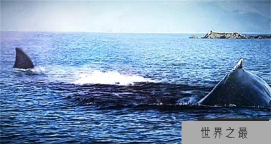 世界上最后一只巨齿鲨 巨齿鲨灭绝了吗（灭绝了）