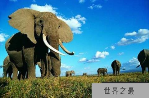 妊娠期最长的动物，大象怀孕要22个月