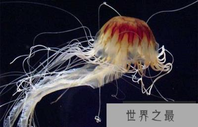 世界上最大的水母叫什么名字？北极霞水母