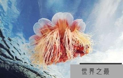 世界上最大的水母叫什么名字？北极霞水母