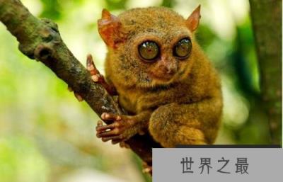 世界上眼睛最大的猴子，眼镜直径超过1厘米