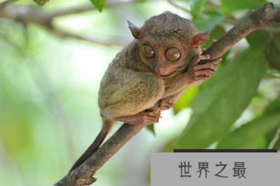 世界上眼睛最大的猴子，眼镜直径超过1厘米