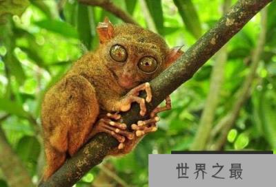 世界上眼睛最大的猴子，眼镜直径超过1厘米