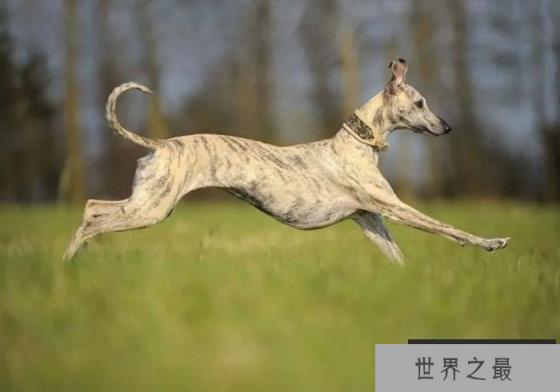 世界上跑得最快的狗，格力犬时速达70公里