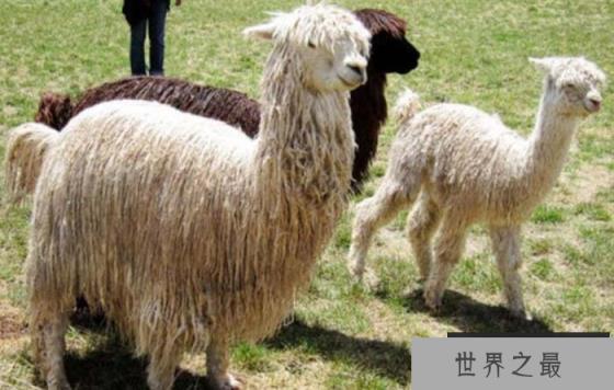 世界上毛最长的羊驼：当属苏利羊驼