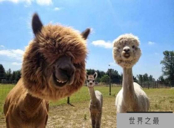 世界上毛最长的羊驼：当属苏利羊驼