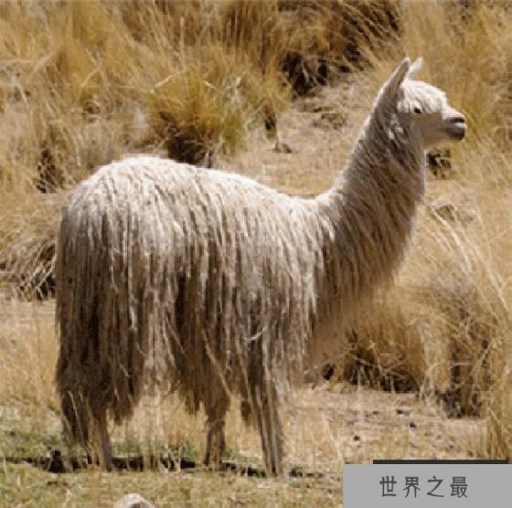 世界上毛最长的羊驼：当属苏利羊驼