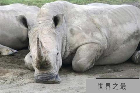 世界十大即将灭绝的动物：白鳍豚上榜