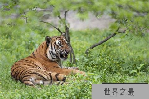 世界十大即将灭绝的动物：白鳍豚上榜