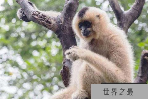 世界十大即将灭绝的动物：白鳍豚上榜