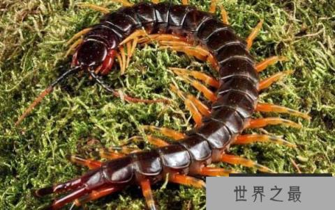 世界十大著名蜈蚣，第一种体长可达30-40厘米