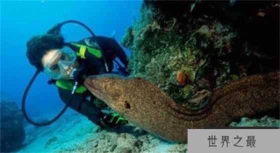 世界上最古老的蛇长什么样子（1687岁）