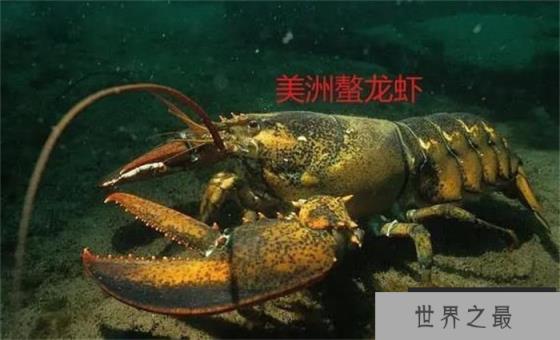 世界上最大的虾是什么虾（美洲螯龙虾）