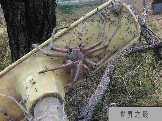食人蜘蛛世界上有没有 世界上最大的蜘蛛有多大（25cm）