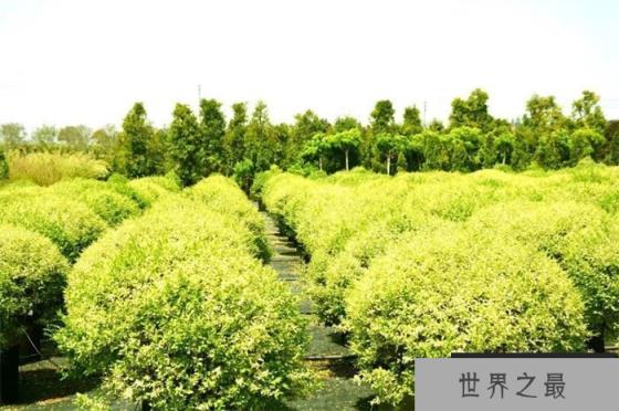 世界上最大的树是乔木还是灌木 乔木和灌木的区别是什么（乔木）