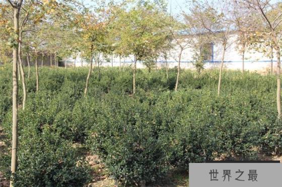 世界上最大的树是乔木还是灌木 乔木和灌木的区别是什么（乔木）