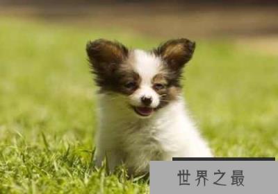 宠物狗长不大的有哪些？十大长不大的宠物狗