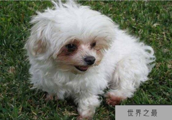 宠物狗长不大的有哪些？十大长不大的宠物狗