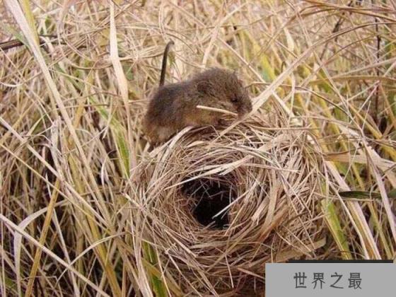 全世界最小的老鼠，燕麦鼠身长仅6厘米