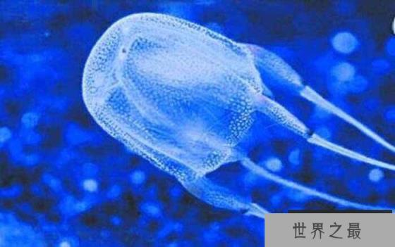 世界十大恐怖动物之王，箱水母位居第一