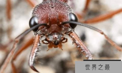 世界上最大的蚂蚁有多大 最大的蚂蚁种类是（3.7厘米）