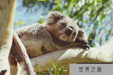 世界十大最懒动物排名：国宝熊猫垫底，考拉第一