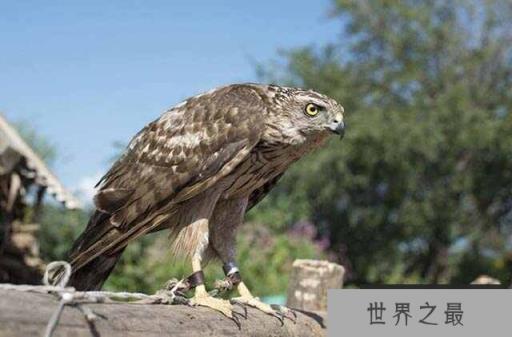 世界上最贵的宠物：鹰隼售价达百万美金一只