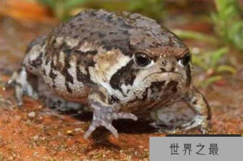 世界上最萌的青蛙，纳马雨蛙身体似面包