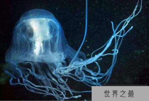 世界上毒性最强的水母，澳洲方水母30秒可致命