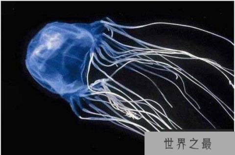 世界上毒性最强的水母，澳洲方水母30秒可致命