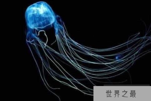 世界上毒性最强的水母，澳洲方水母30秒可致命