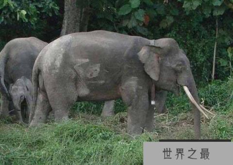 世界上体型最小的象：婆罗洲象身高仅2.5米