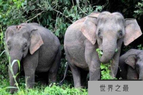 世界上体型最小的象：婆罗洲象身高仅2.5米