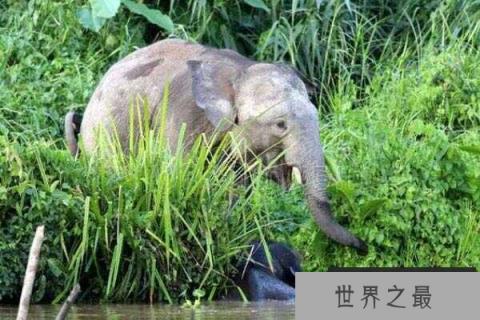 世界上体型最小的象：婆罗洲象身高仅2.5米
