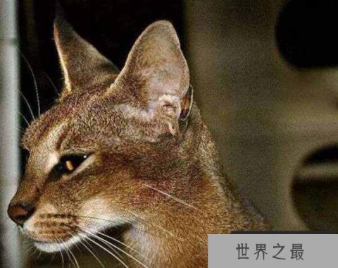 世界上最贵最稀有的猫：卡勒拉猫性格忠诚，形态健美