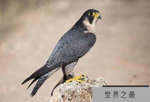 世界上飞行最快的鸟，游隼时速可达389公里