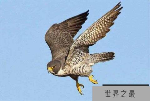 世界上飞行最快的鸟，游隼时速可达389公里