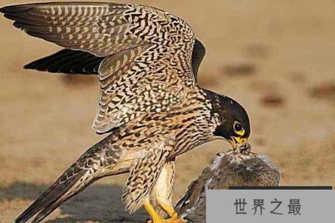 世界上飞行最快的鸟，游隼时速可达389公里