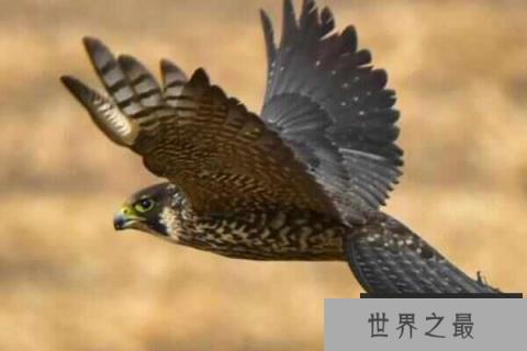 世界上飞行最快的鸟，游隼时速可达389公里