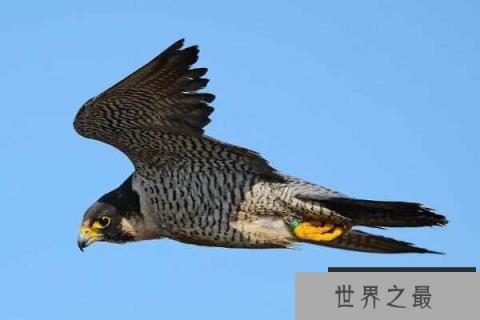 世界上飞行最快的鸟，游隼时速可达389公里