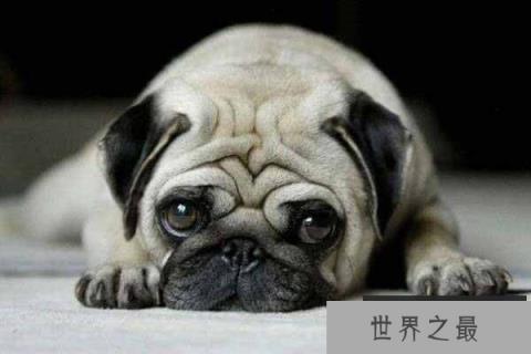 世界上最忧郁的狗，非巴哥犬莫属！