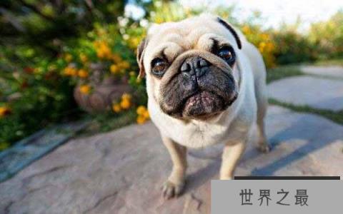 世界上最忧郁的狗，非巴哥犬莫属！