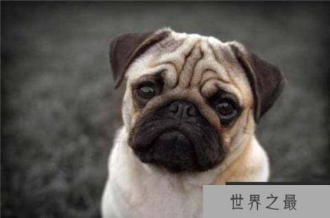 世界上最忧郁的狗，非巴哥犬莫属！