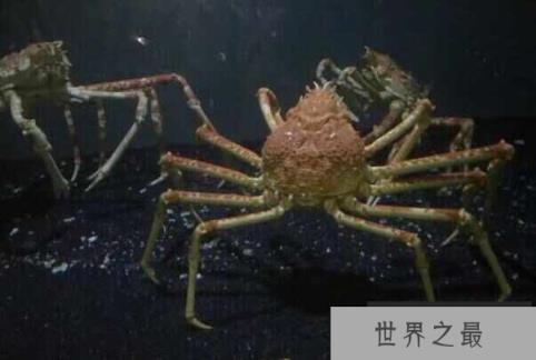 世界上最大的螃蟹是什么蟹？杀人蟹寿命可达100年