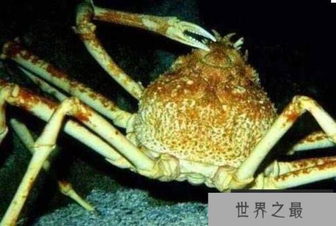 世界上最大的螃蟹是什么蟹？杀人蟹寿命可达100年