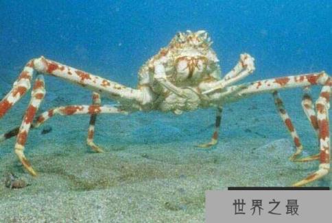 世界上最大的螃蟹是什么蟹？杀人蟹寿命可达100年