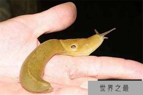 世界上最慢的三种动物，花园蜗牛上榜