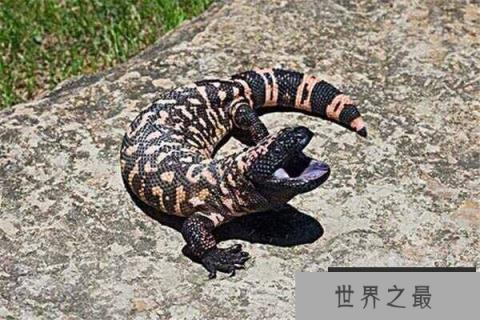 世界上最慢的三种动物，花园蜗牛上榜