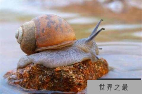 世界上最慢的三种动物，花园蜗牛上榜