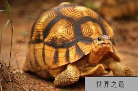 全世界上最贵的乌龟，安哥洛卡象龟价值1百万